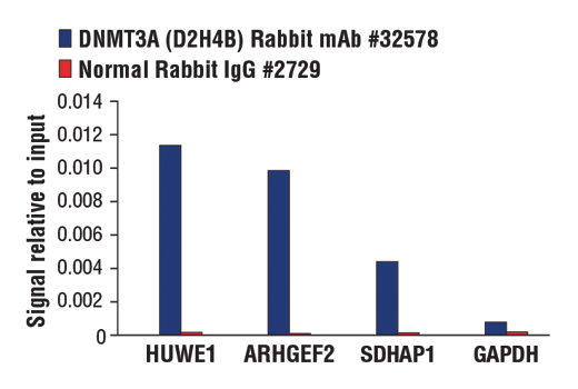 Chromatin Immunoprecipitation Image 3: DNMT3A (D2H4B) Rabbit Monoclonal Antibody