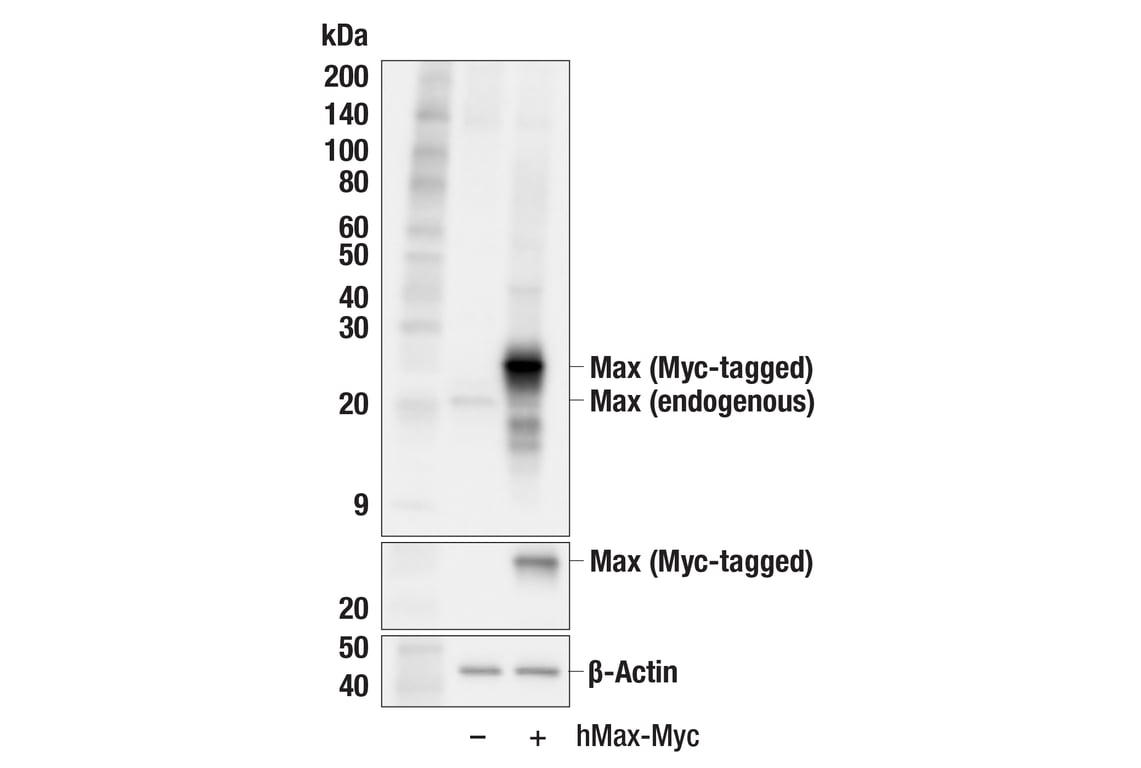 Western Blotting Image 2: Max (E6F6Y) Rabbit Monoclonal Antibody