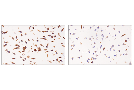 Immunohistochemistry Image 5: APP (E3F3P) Rabbit Monoclonal Antibody (BSA and Azide Free)