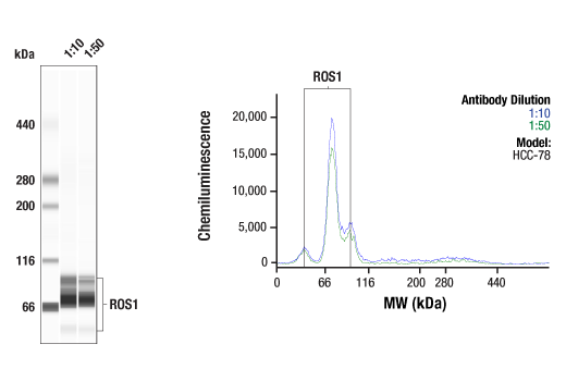 Western Blotting Image 1: ROS1 (D4D6) Rabbit Monoclonal Antibody