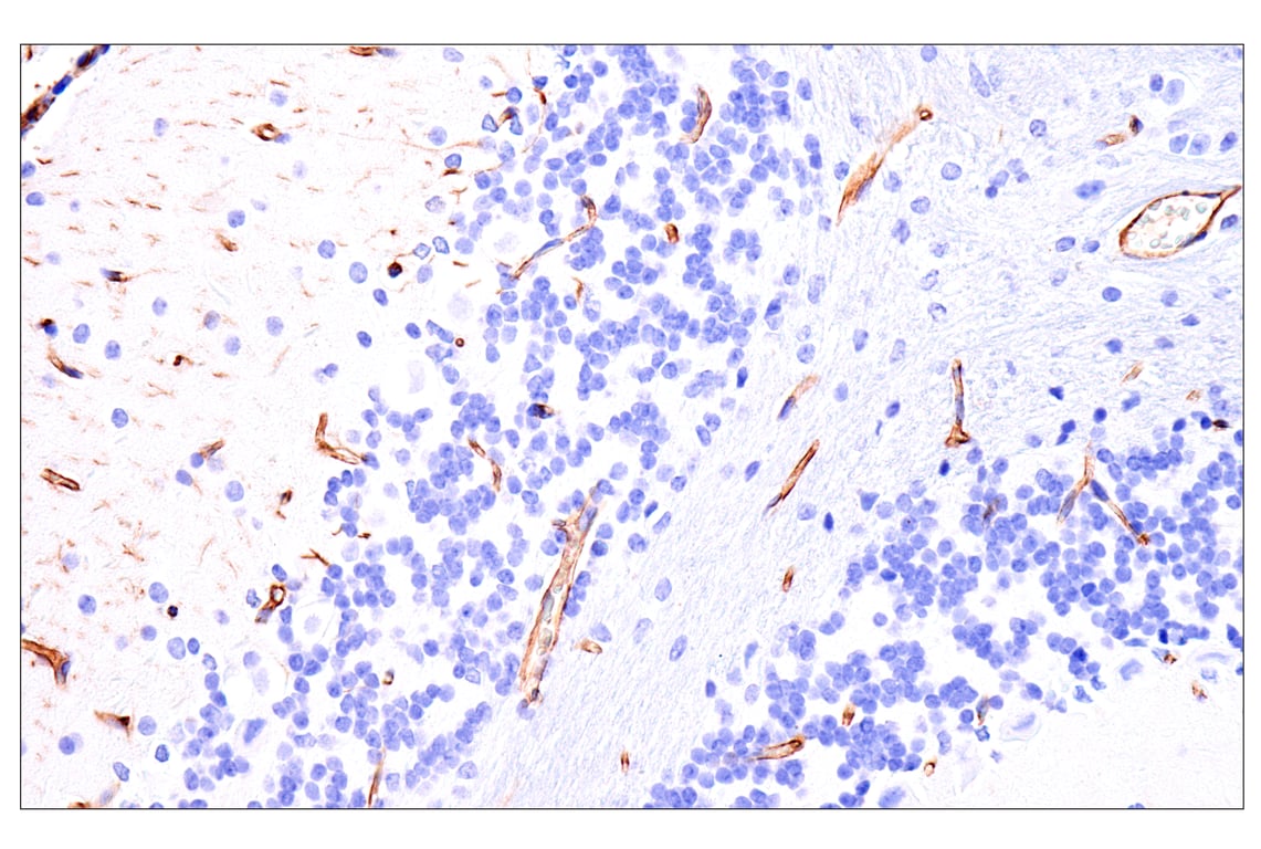 Immunohistochemistry Image 1: Nestin (E5C7I) Rabbit Monoclonal Antibody (BSA and Azide Free)