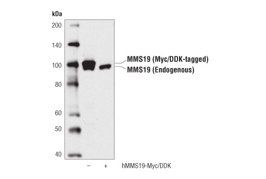 Western Blotting Image 2: MMS19 (D5J8J) Rabbit mAb