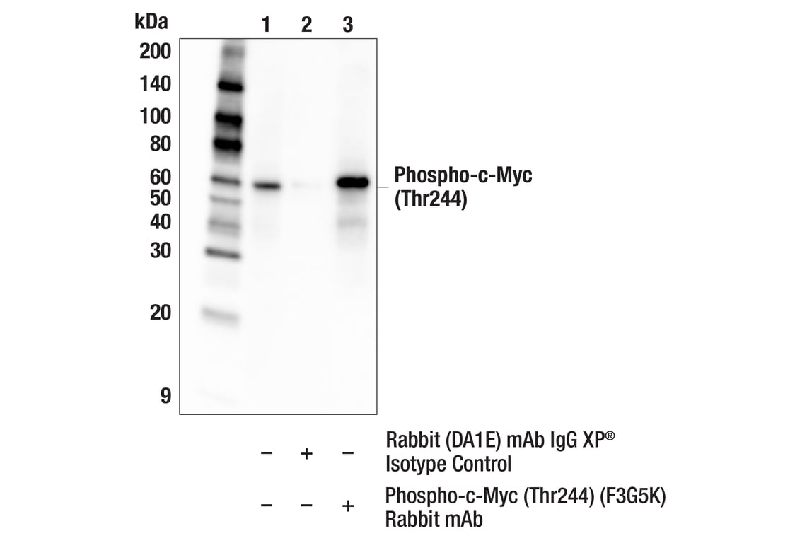 Immunoprecipitation Image 1: Phospho-c-Myc (Thr244) (F3G5K) Rabbit Monoclonal Antibody