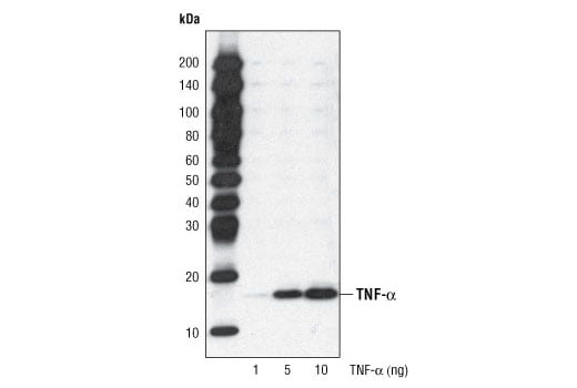 Western Blotting Image 2: TNF-alpha Antibody