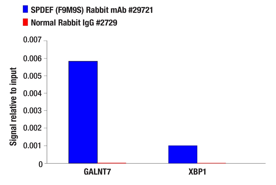 Chromatin Immunoprecipitation Image 1: SPDEF (F9M9S) Rabbit Monoclonal Antibody
