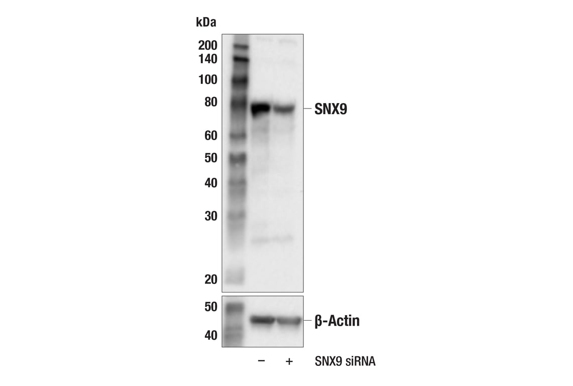 Western Blotting Image 2: SNX9 (F9G1M) Rabbit Monoclonal Antibody