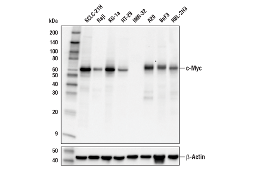 undefined Image 2: Myc Family Profiling Antibody Sampler Kit