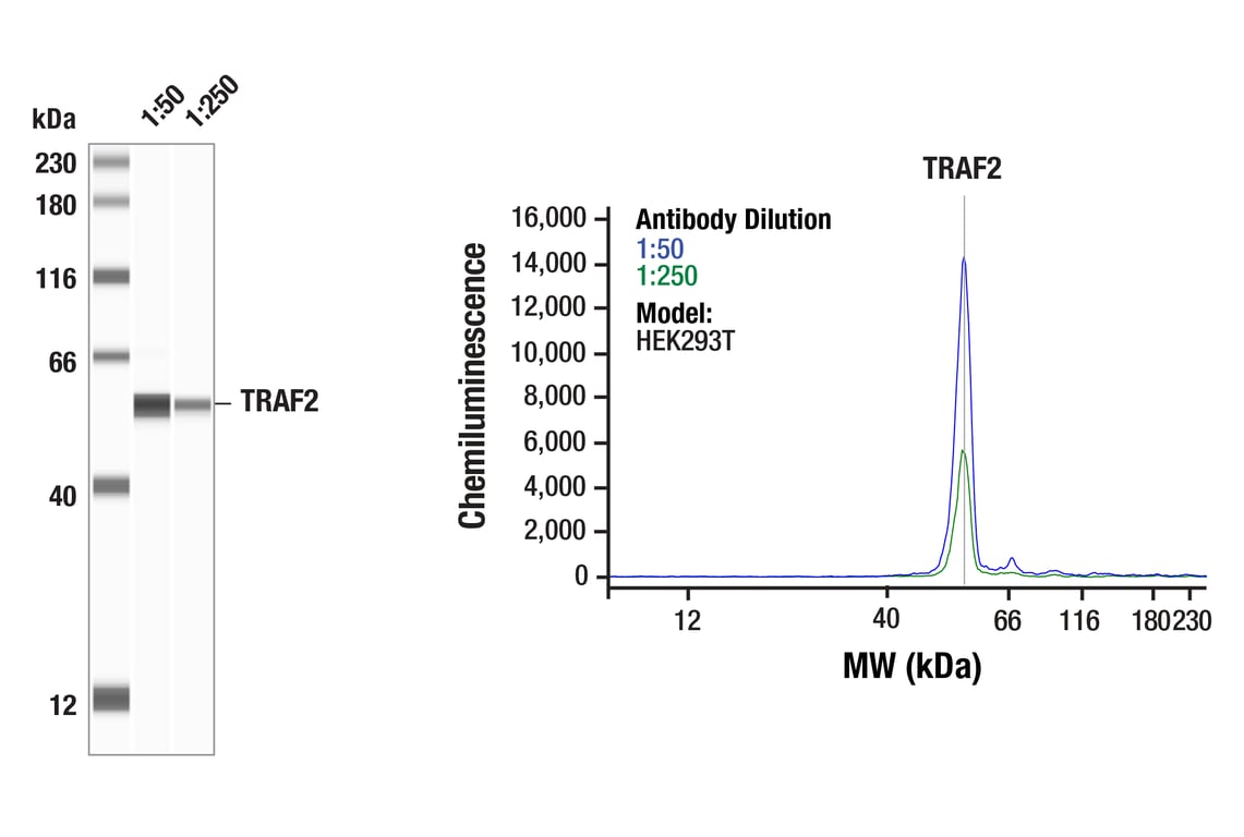 Western Blotting Image 1: TRAF2 (C192) Antibody