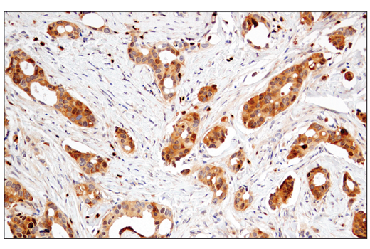 Immunohistochemistry Image 2: Enolase-2 (E2H9X) Rabbit Monoclonal Antibody (BSA and Azide Free)