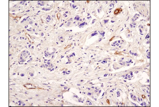 Immunohistochemistry Image 1: Neuropeptide Y (D7Y5A) Rabbit Monoclonal Antibody