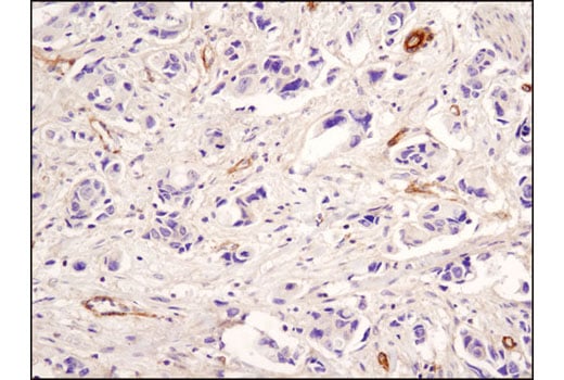 Immunohistochemistry Image 1: Neuropeptide Y (D7Y5A) XP<sup>®</sup> Rabbit mAb