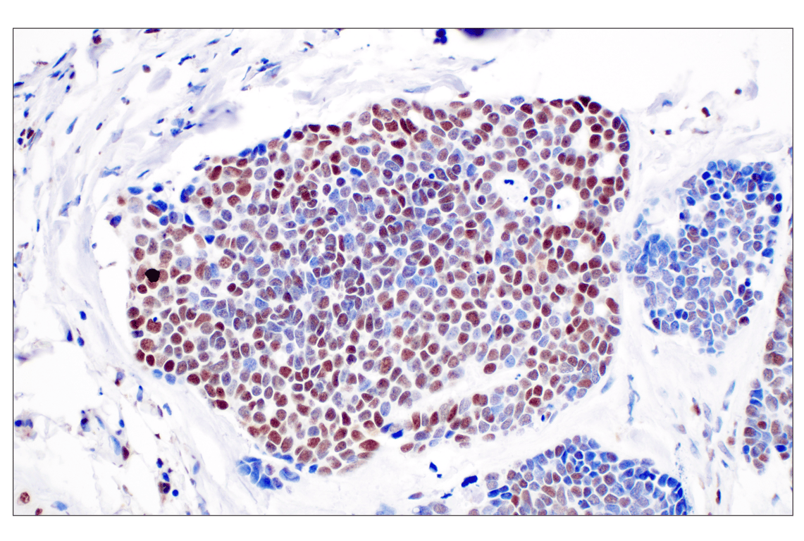 Immunohistochemistry Image 3: FKBP5 (F1G3I) Rabbit Monoclonal Antibody