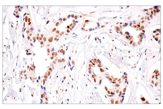 Immunohistochemistry Image 2: SirT1 (1F3) Mouse Monoclonal Antibody