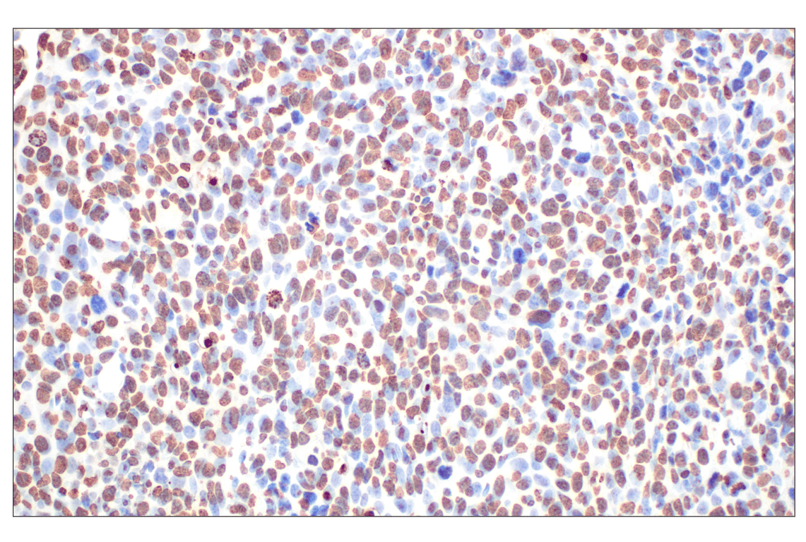 Immunohistochemistry Image 4: Histone H3 (D1H2) Rabbit Monoclonal Antibody