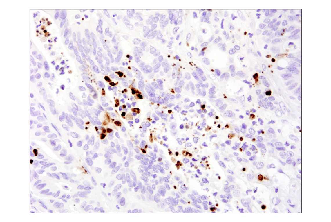 undefined Image 19: Apoptosis Antibody Sampler Kit II