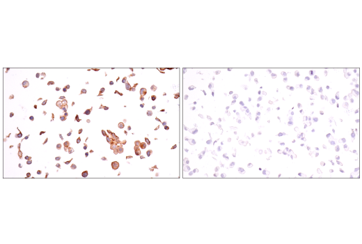 Immunohistochemistry Image 5: Claudin-6 (E7U2O) Rabbit Monoclonal Antibody
