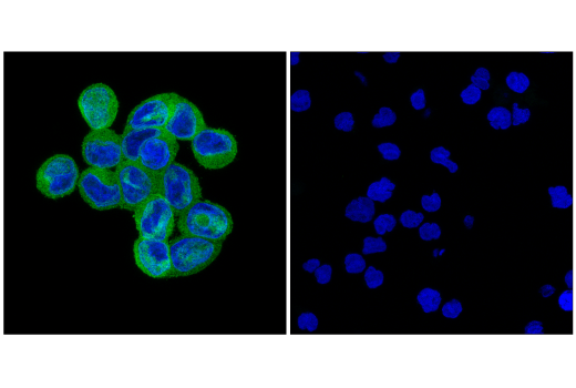 Immunofluorescence Image 1: BAG3 (E7Y9T) Rabbit Monoclonal Antibody