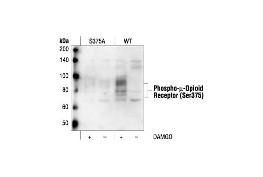 Western Blotting Image 2: Phospho-mu-Opioid Receptor (Ser375) Antibody