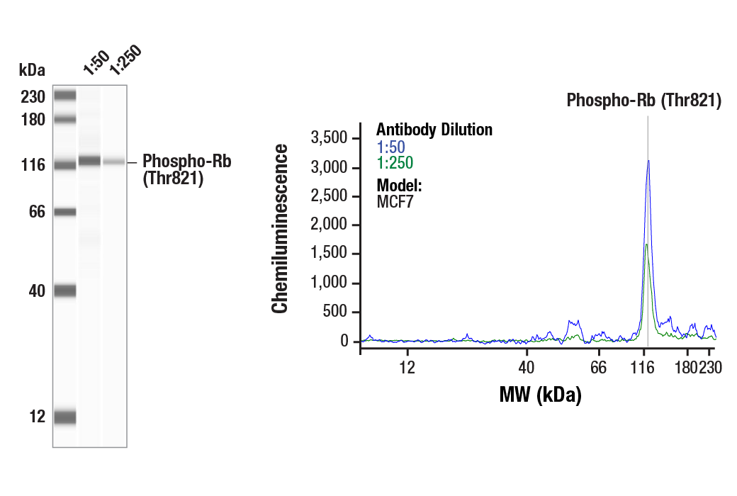 Western Blotting Image 1: Phospho-Rb (Thr821) (E6J1L) Rabbit Monoclonal Antibody