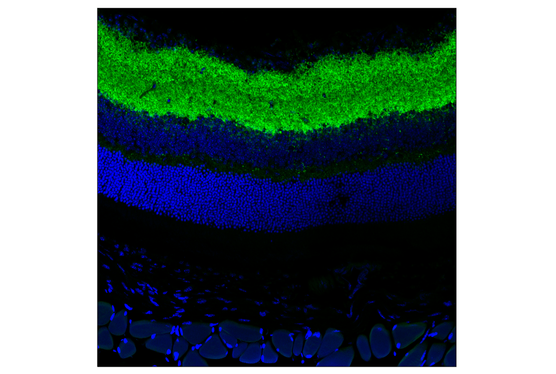 Immunofluorescence Image 2: VGAT Antibody
