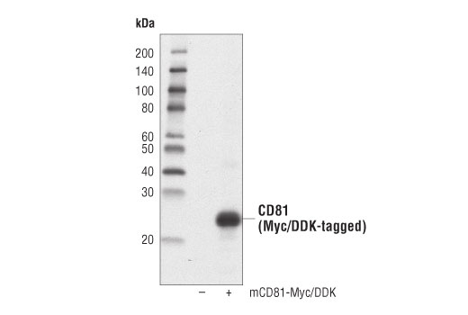 Western Blotting Image 2: CD81 (D5O2Q) Rabbit Monoclonal Antibody (BSA and Azide Free)