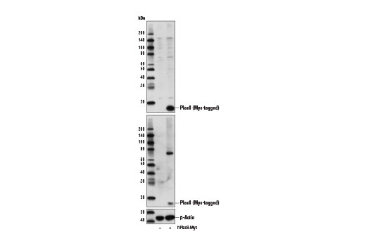 Western Blotting Image 2: Plac8 (E1J2Z) Rabbit Monoclonal Antibody
