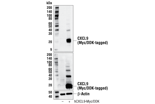 Western Blotting Image 2: CXCL9/MIG (E7X3P) Rabbit Monoclonal Antibody