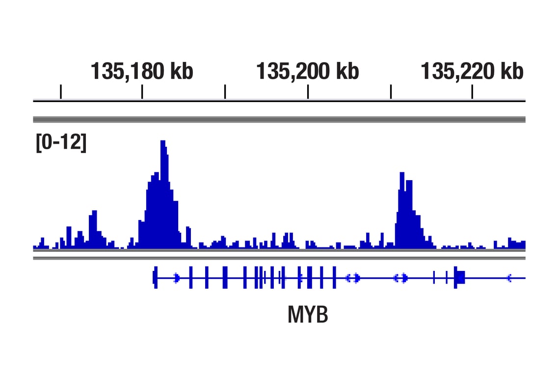 CUT & RUN Image 1: SMARCE1/BAF57 (E6H5J) Rabbit Monoclonal Antibody