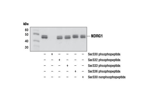 Western Blotting Image 2: Phospho-NDRG1 (Ser330) (D3A12) Rabbit Monoclonal Antibody