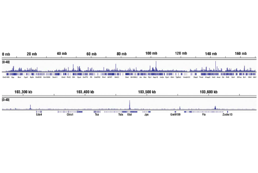 Chromatin Immunoprecipitation Image 2: Nanog (D1G10) Rabbit Monoclonal Antibody (ChIP Formulated)