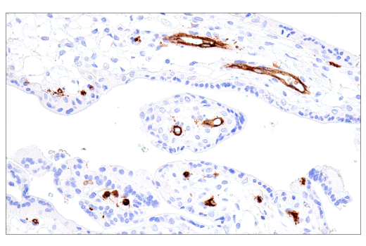 Immunohistochemistry Image 2: CD15/SSEA1 (MMA) Mouse Monoclonal Antibody