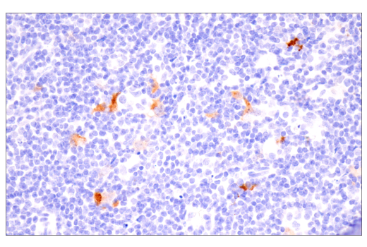 Immunohistochemistry Image 4: iNOS (E1W4J) Rabbit Monoclonal Antibody