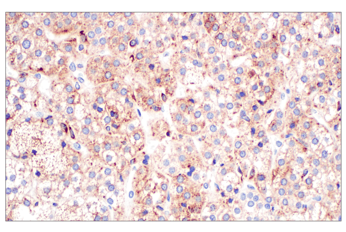 Immunohistochemistry Image 10: Cathepsin A (F8X9E) Rabbit Monoclonal Antibody