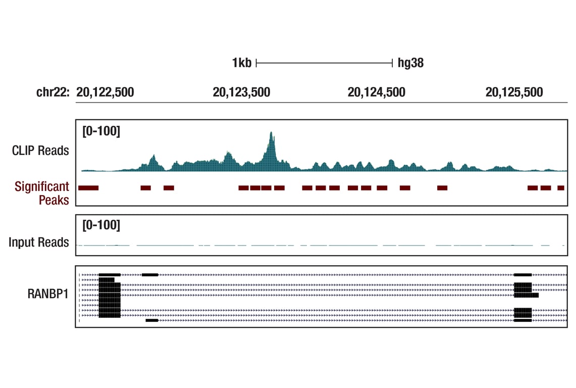 eCLIP Image 1: PDCD4 (D29C6) Rabbit Monoclonal Antibody
