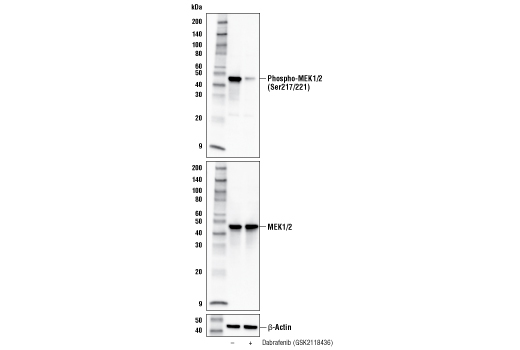 undefined Image 1: Dabrafenib (GSK2118436)