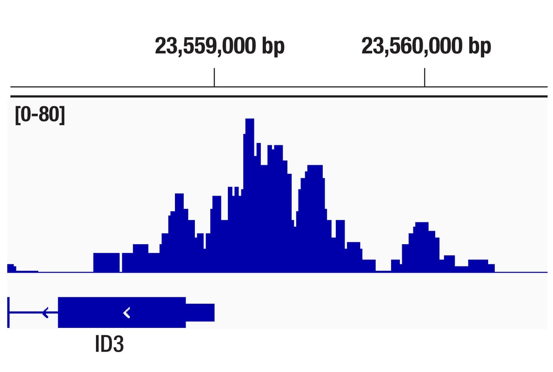 CUT & RUN Image 1: GCN5L2 (C26A10) Rabbit Monoclonal Antibody