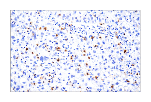 Immunohistochemistry Image 5: B3GAT1 (NK-1) Mouse mAb