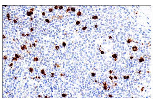 Immunohistochemistry Image 5: CD15/SSEA1 (MMA) Mouse mAb