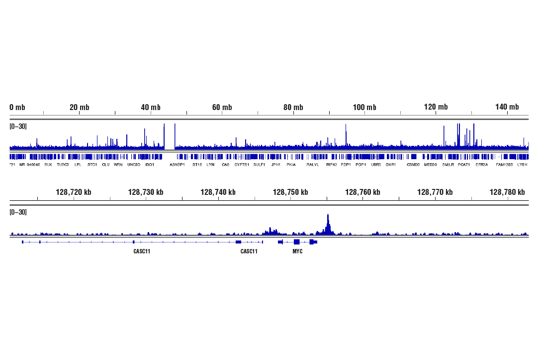 CUT & RUN Image 2: TCF4/TCF7L2 (C48H11) Rabbit Monoclonal Antibody