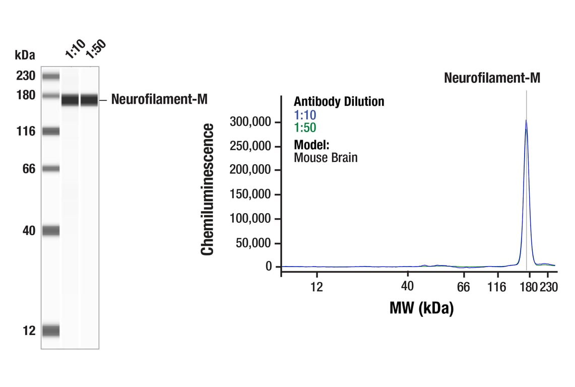 Western Blotting Image 1: Neurofilament-M (RMO 14.9) Mouse Monoclonal Antibody