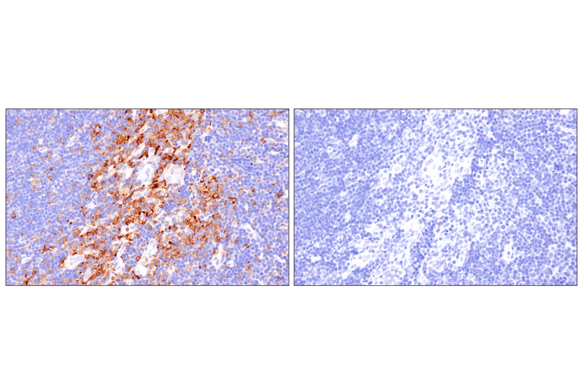 Immunohistochemistry Image 8: TRAF5 (F6W4N) Rabbit Monoclonal Antibody