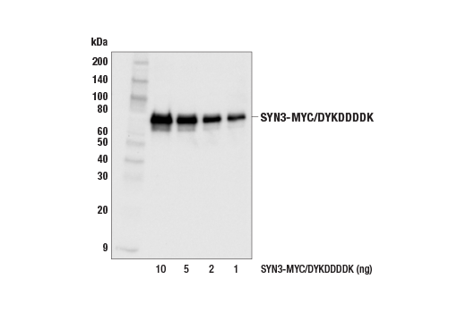 Western Blotting Image 2: Myc-Tag (E7F9B) Mouse Monoclonal Antibody