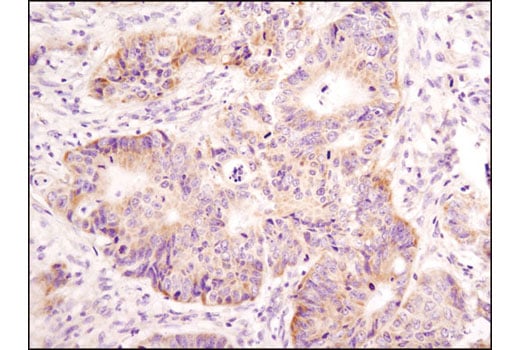 Immunohistochemistry Image 1: Mitofusin-2 (D2D10) Rabbit Monoclonal Antibody (BSA and Azide Free)