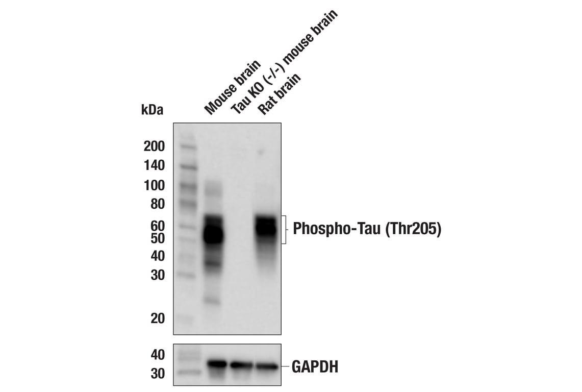 Western Blotting Image 2: Phospho-Tau (Thr205) (E8Q5Z) Mouse Monoclonal Antibody