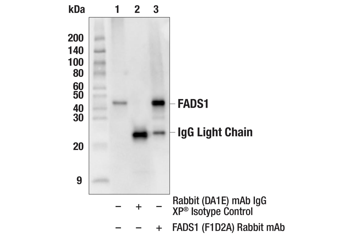 Immunoprecipitation Image 1: FADS1 (F1D2A) Rabbit Monoclonal Antibody