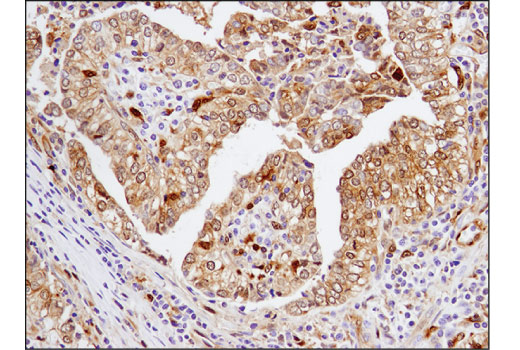 Immunohistochemistry Image 1: Galectin-9 (D9R4A) Rabbit Monoclonal Antibody