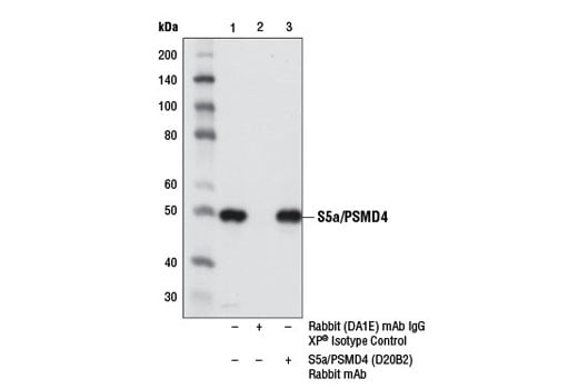 Immunoprecipitation Image 1: S5a/PSMD4 (D20B2) Rabbit Monoclonal Antibody