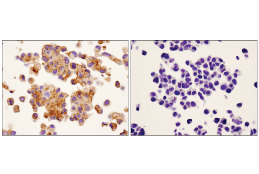 Immunohistochemistry Image 3: SIRPα/SHPS1 (D6I3M) Rabbit mAb (BSA and Azide Free)