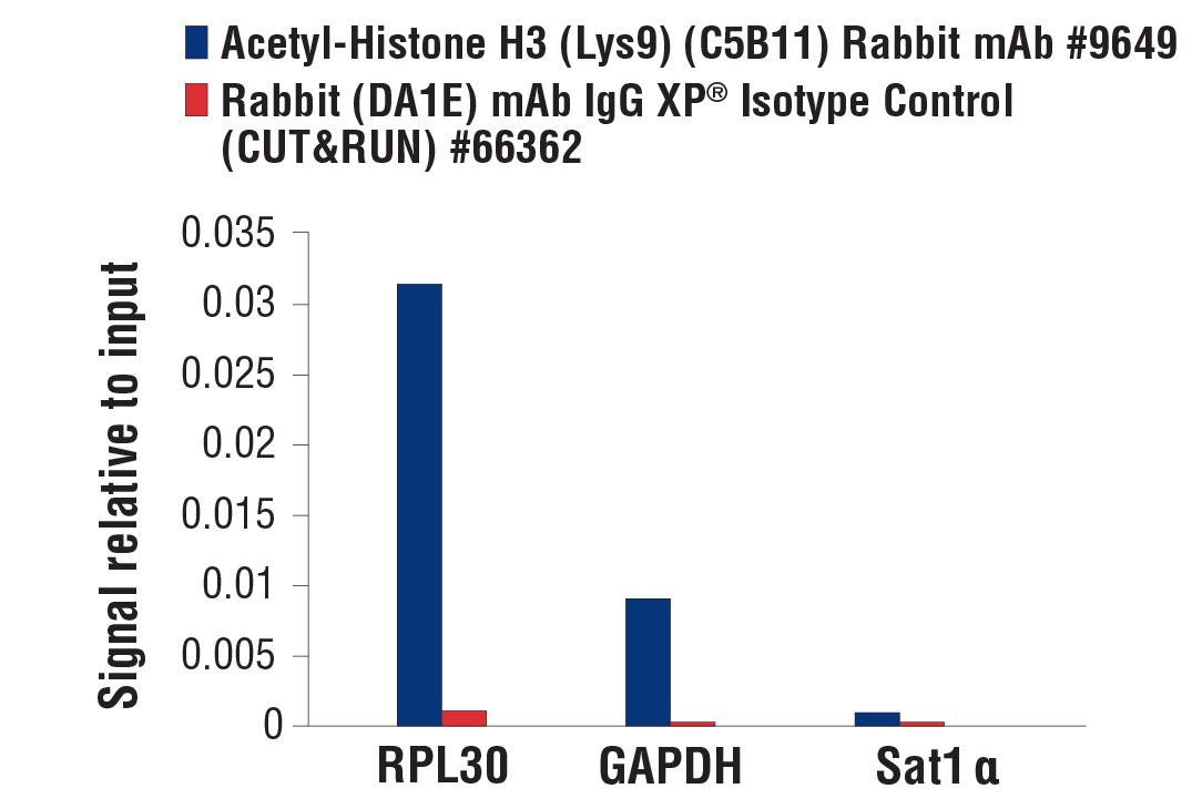 CUT & RUN Image 3: Acetyl-Histone H3 (Lys9) (C5B11) Rabbit Monoclonal Antibody