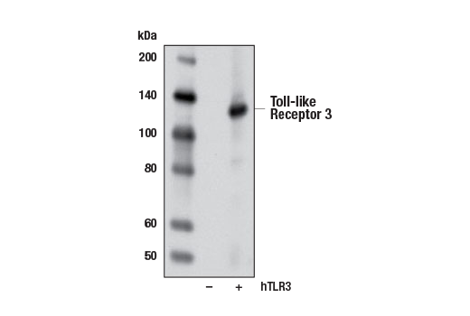 undefined Image 15: Toll-like Receptor Antibody Sampler Kit II